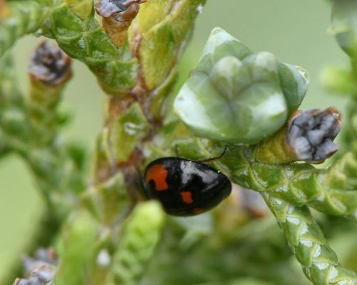 Exochomus quadripustulatus
